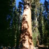 Kings canyon et Sequoia 25